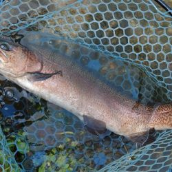 三連休直後は釣れるのか ～フィシングパーク高島の泉～